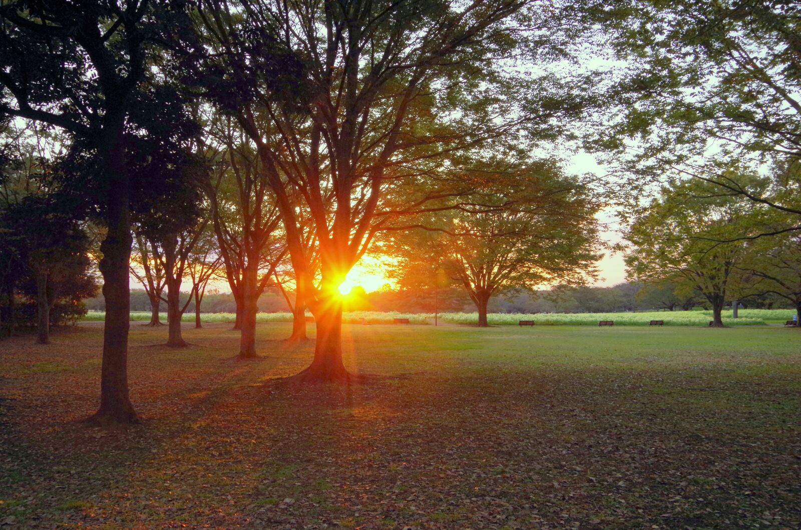 Pentax K-30 sample photo. Sunset, japan, park photography