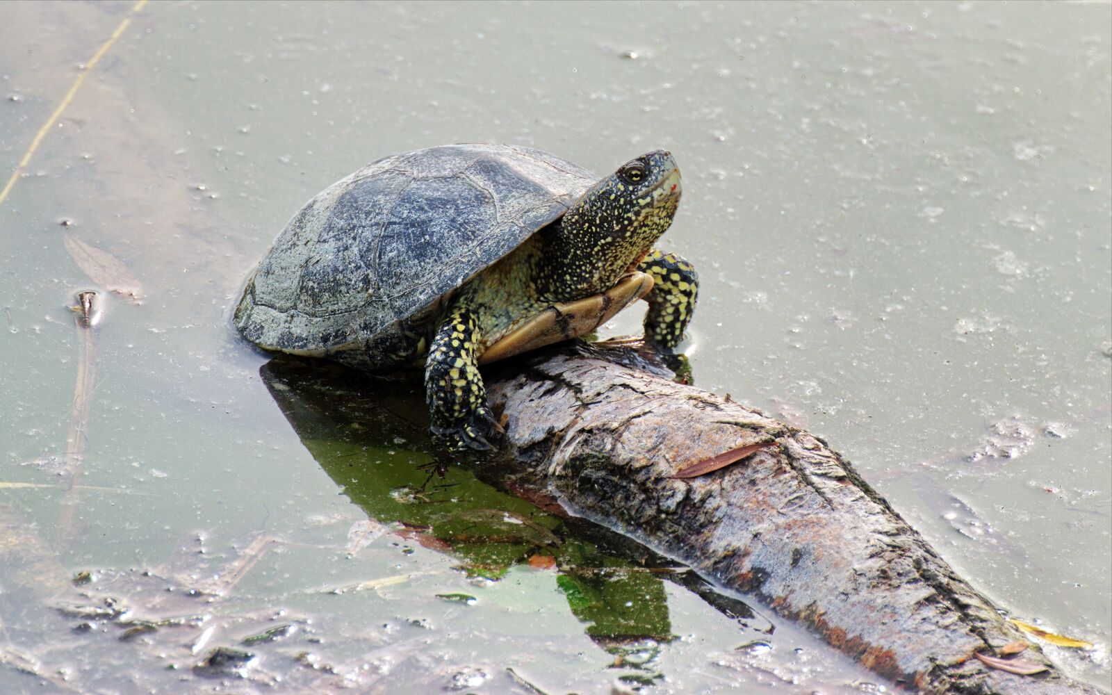 Nikon D5300 sample photo. The turtle, the shell photography