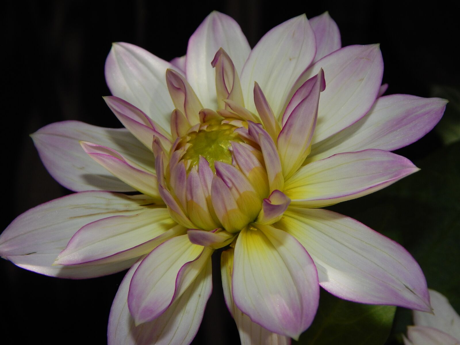 Nikon Coolpix L830 sample photo. Dahlia, blossom, bloom photography