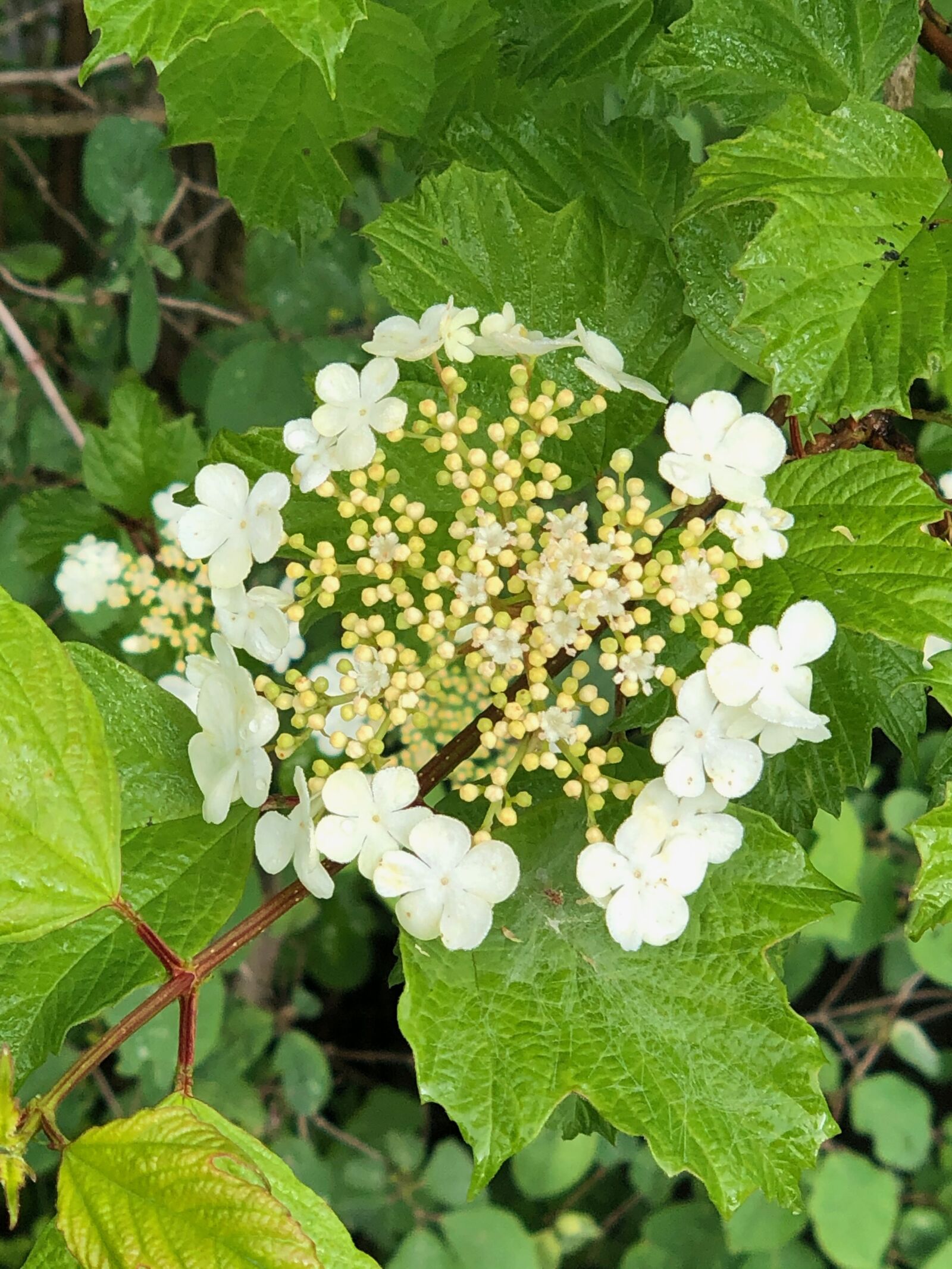 iPhone X back dual camera 6mm f/2.4 sample photo. Wild flower, forest, bloom photography