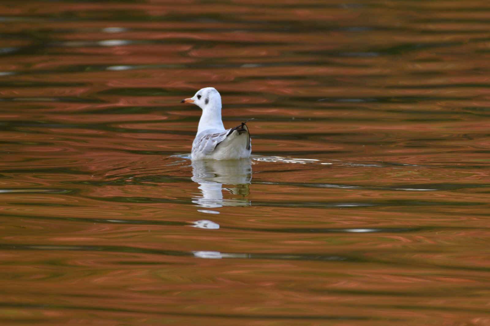 Nikon D500 sample photo. Waters, bird, pond photography