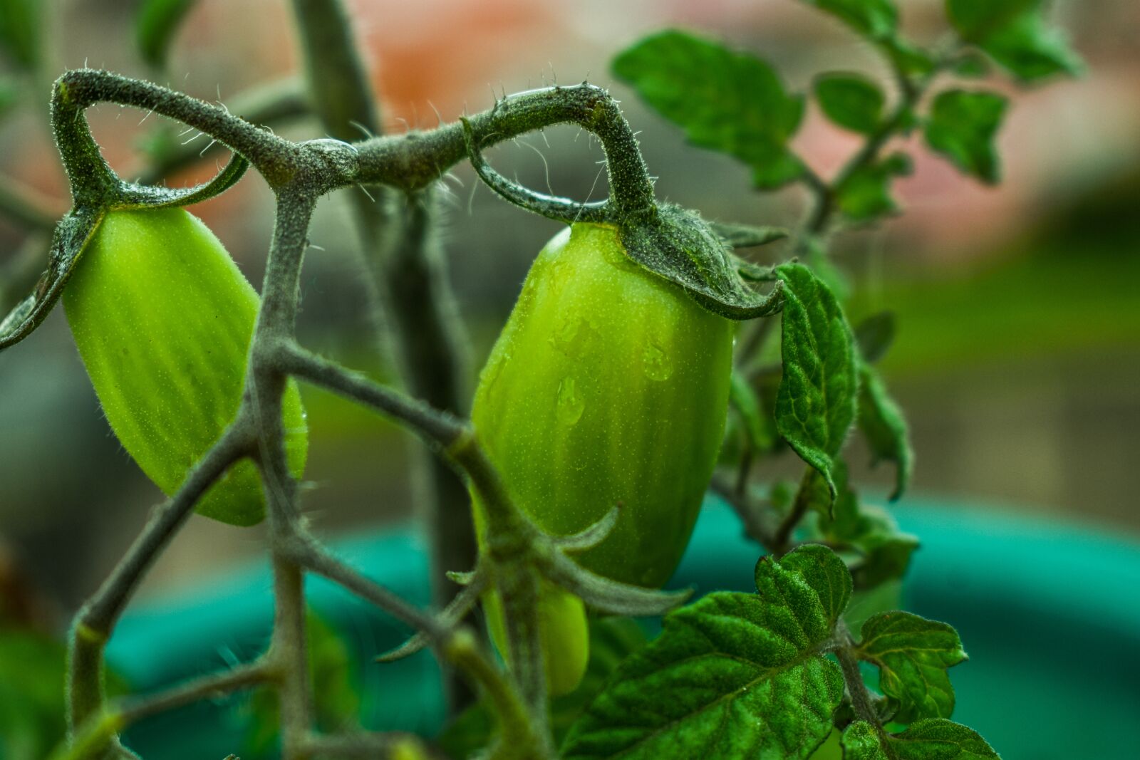 Nikon D3400 sample photo. Cherry tomato, green, cherry photography