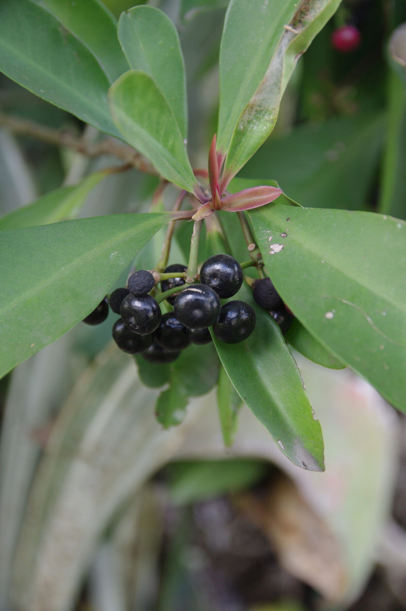Pentax K-x sample photo. Berries, food, plant photography