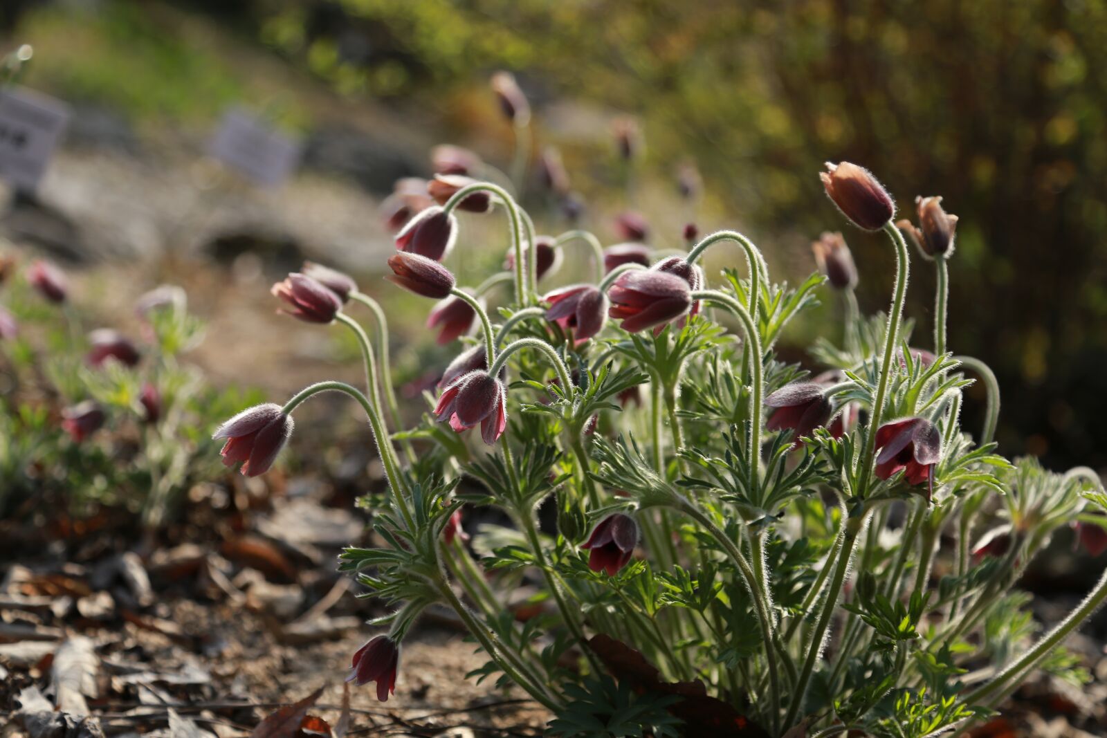 Canon EOS 6D + Canon EF 24-105mm F4L IS USM sample photo. Do mi flower, wildflower photography