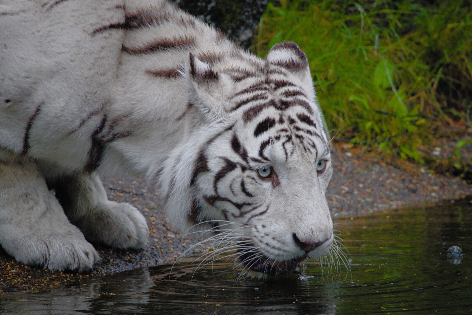 Canon EOS 80D + Canon EF 100-400mm F4.5-5.6L IS USM sample photo. Tiger, white tiger, predator photography