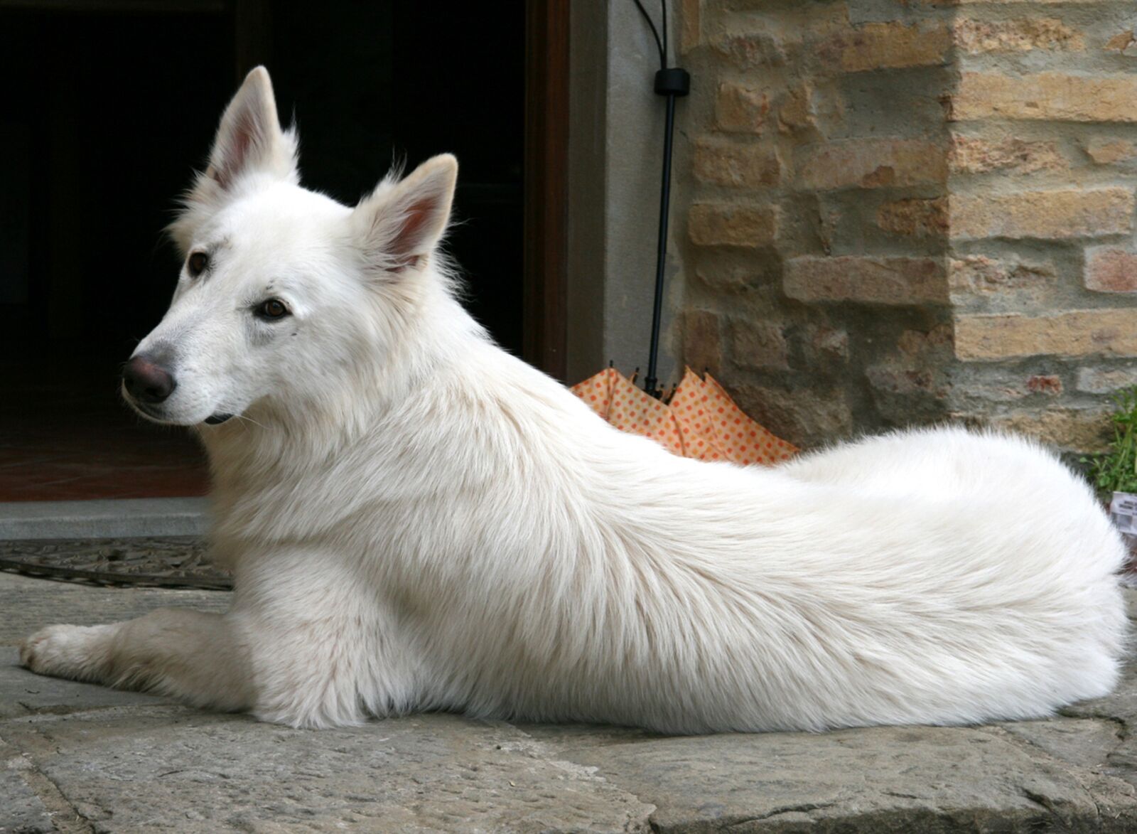 Canon EOS 400D (EOS Digital Rebel XTi / EOS Kiss Digital X) sample photo. White shepherd, swiss shepherd photography