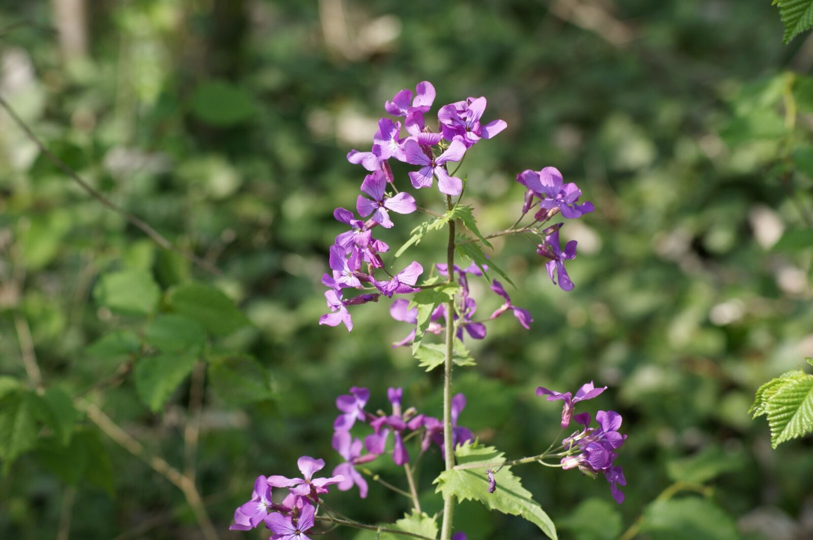 Sony Alpha DSLR-A350 sample photo. Nature, flower, wild flower photography