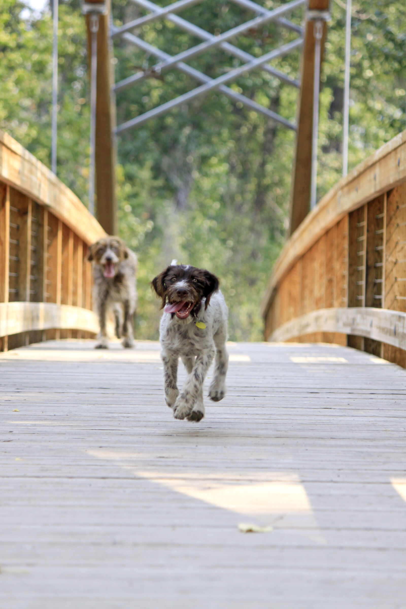 Canon EOS 50D sample photo. Adoption, animals, dog, dogs photography