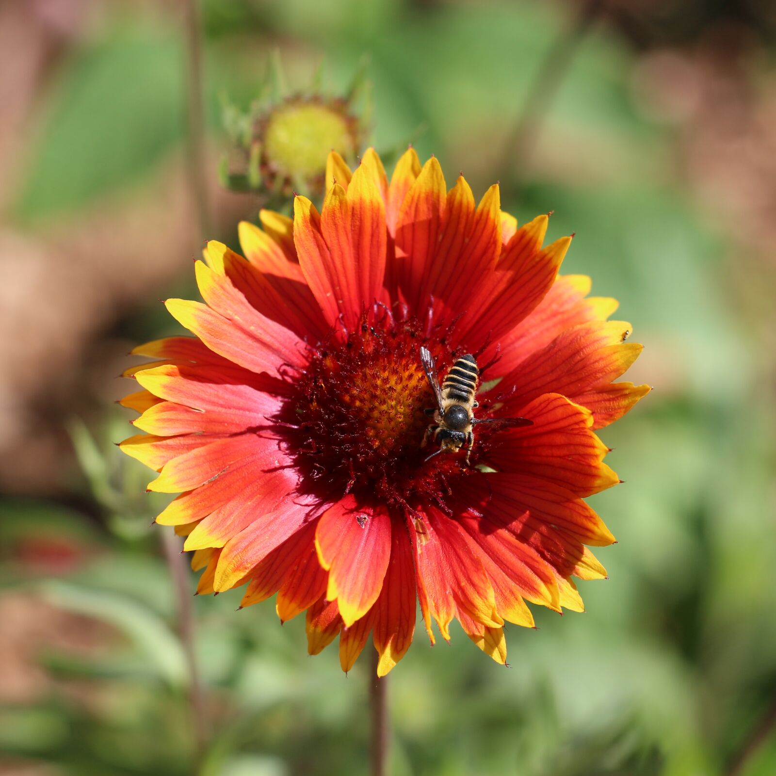 Canon EOS 700D (EOS Rebel T5i / EOS Kiss X7i) sample photo. Nature, flower, blanket flower photography