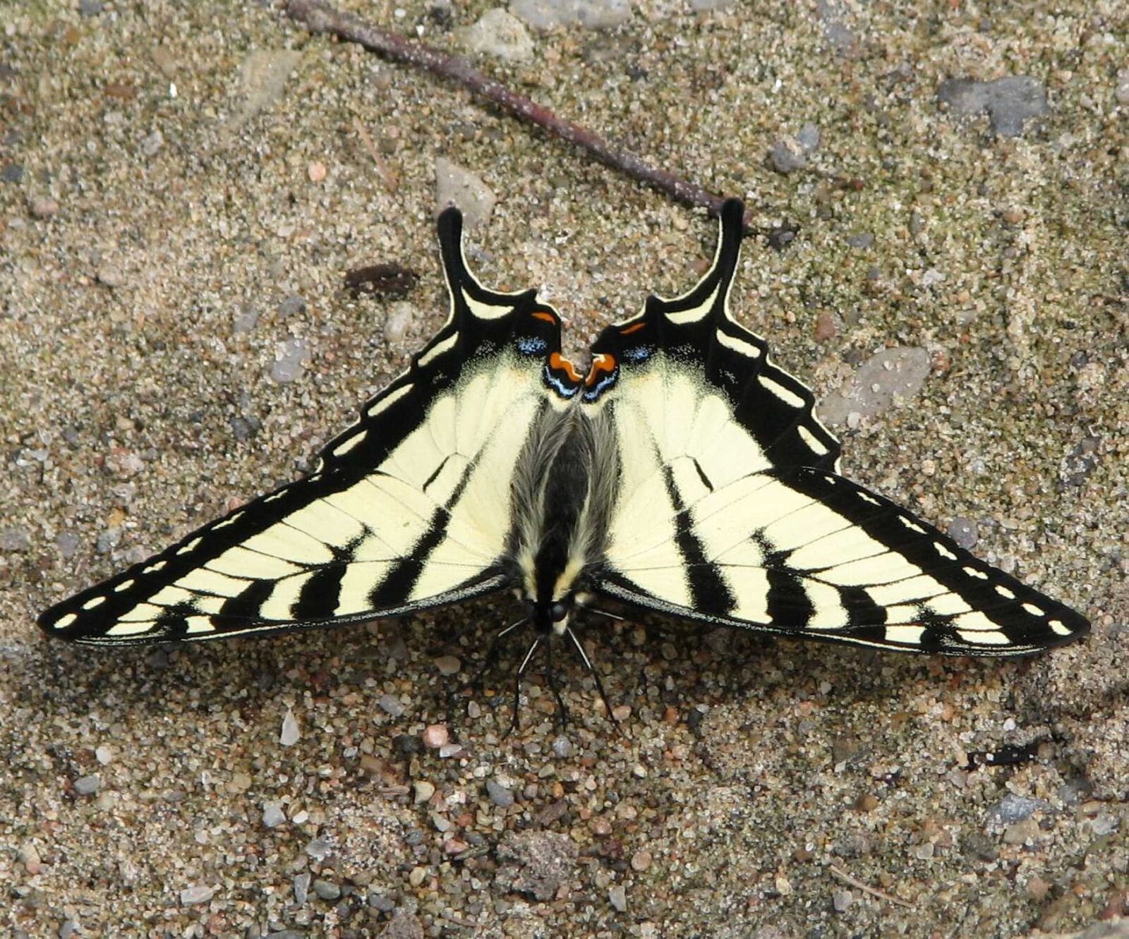 Canon POWERSHOT S5 IS sample photo. Canadian tiger swallowtail, papilio photography