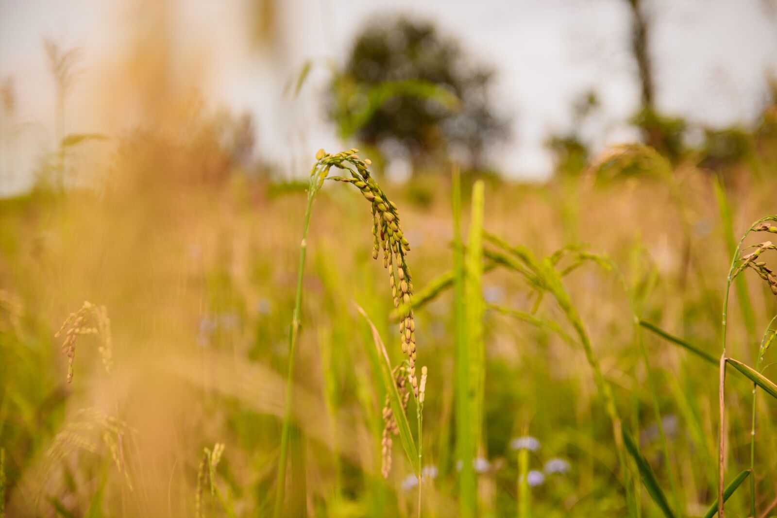 Nikon D7100 sample photo. Terraces, cooked rice, sunset photography