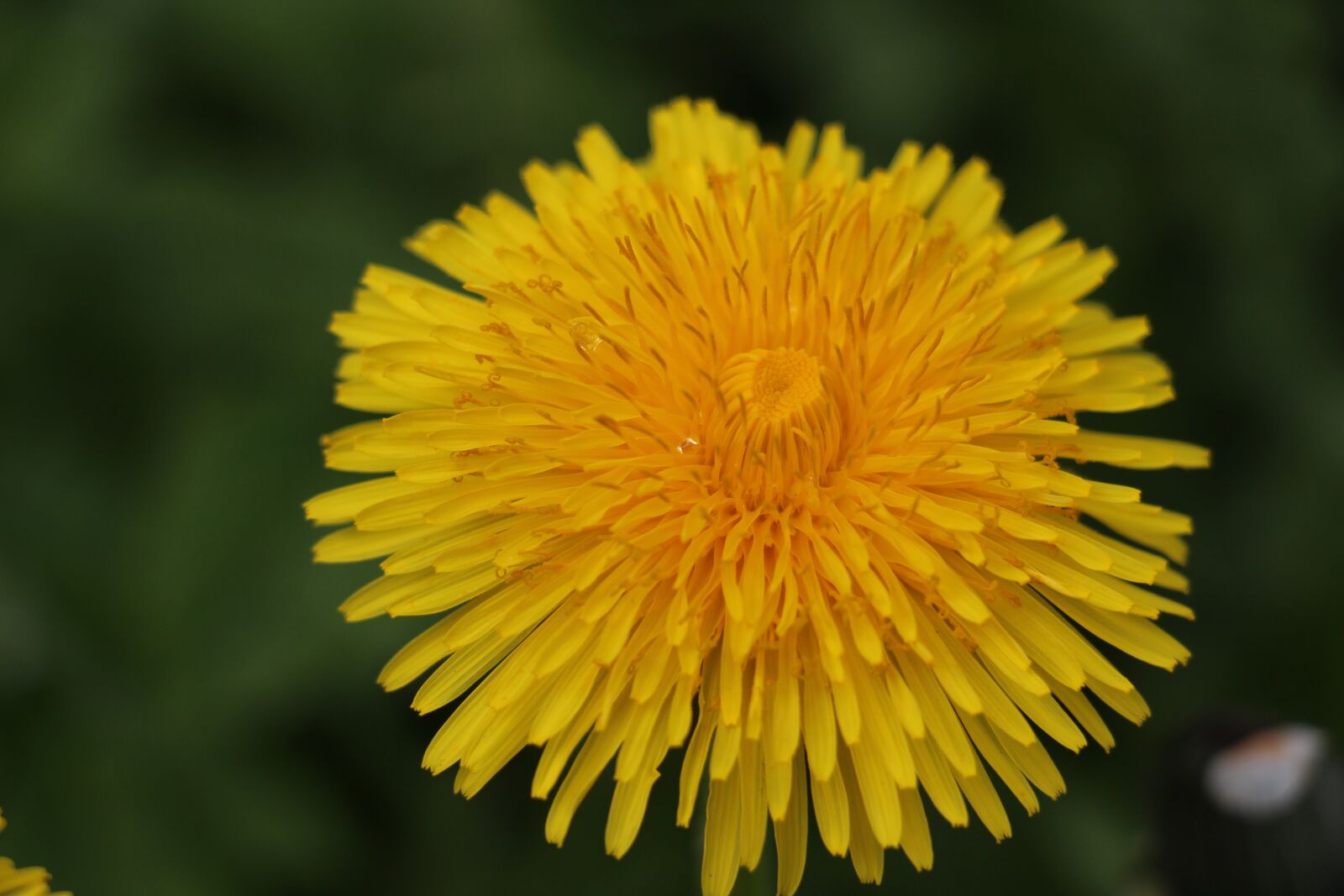 Canon EOS 700D (EOS Rebel T5i / EOS Kiss X7i) sample photo. Dandelion, blossom, bloom photography