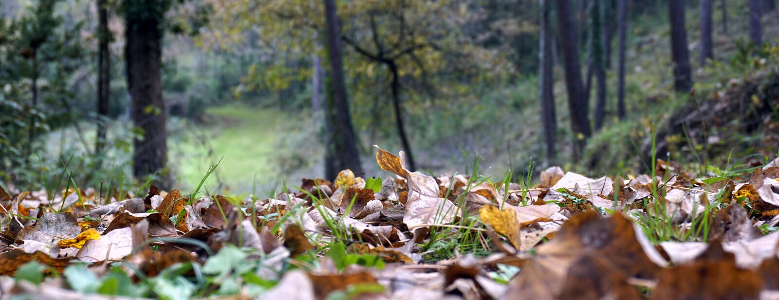 Sony a6000 sample photo. Leaves, autumn, nature photography
