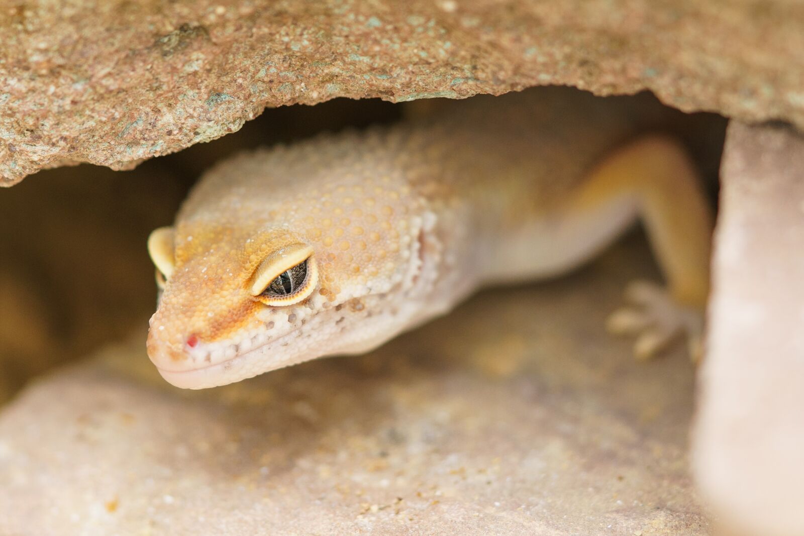 Sony a7 sample photo. Gecko, reptile, cave photography