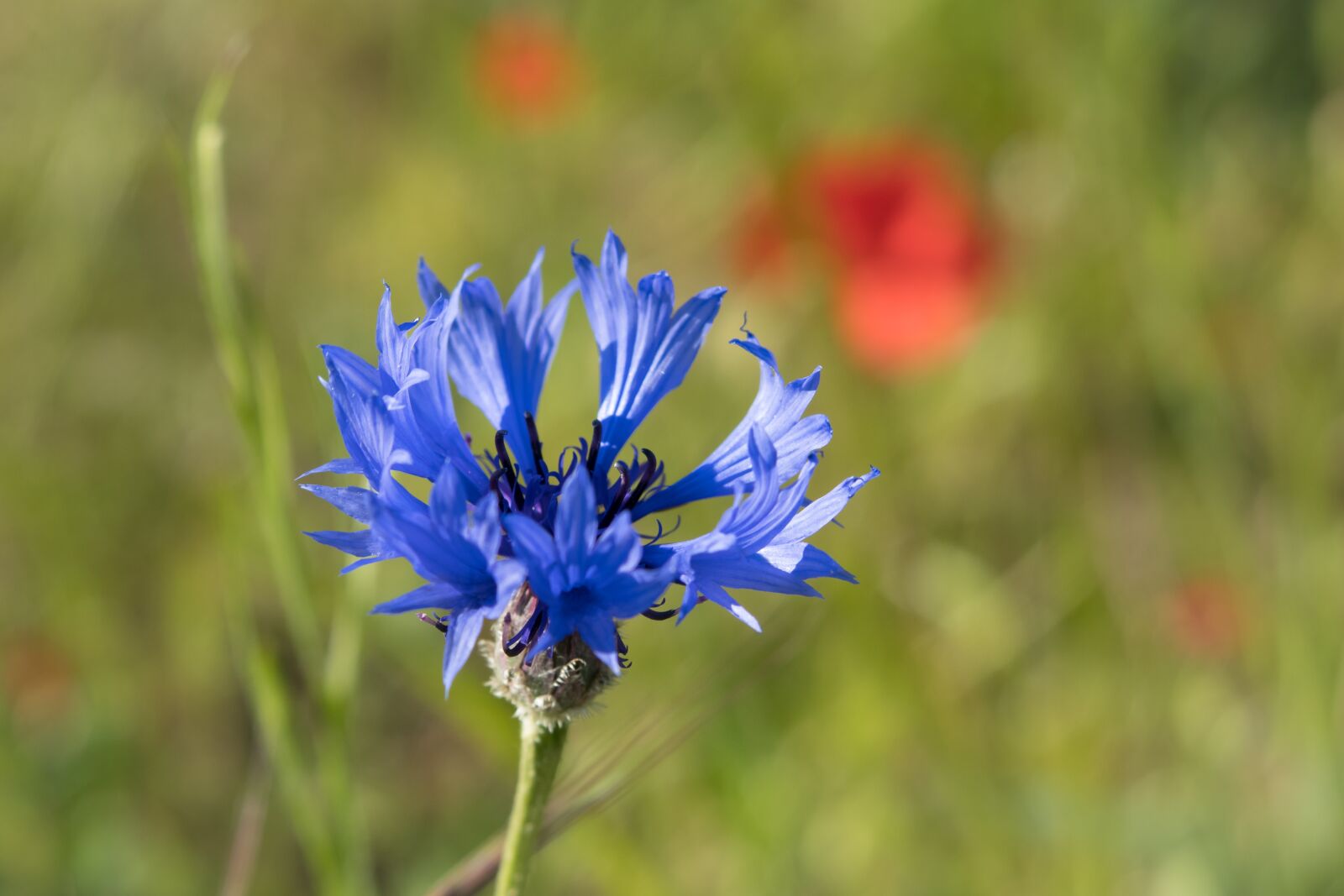 Canon PowerShot G3 X sample photo. Cornflower, blossom, bloom photography