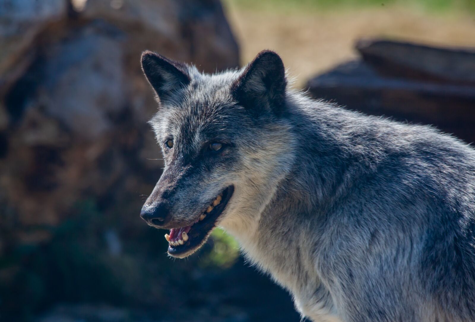 150-600mm F5-6.3 DG OS HSM | Contemporary 015 sample photo. Canadian timber wolf, wolf photography