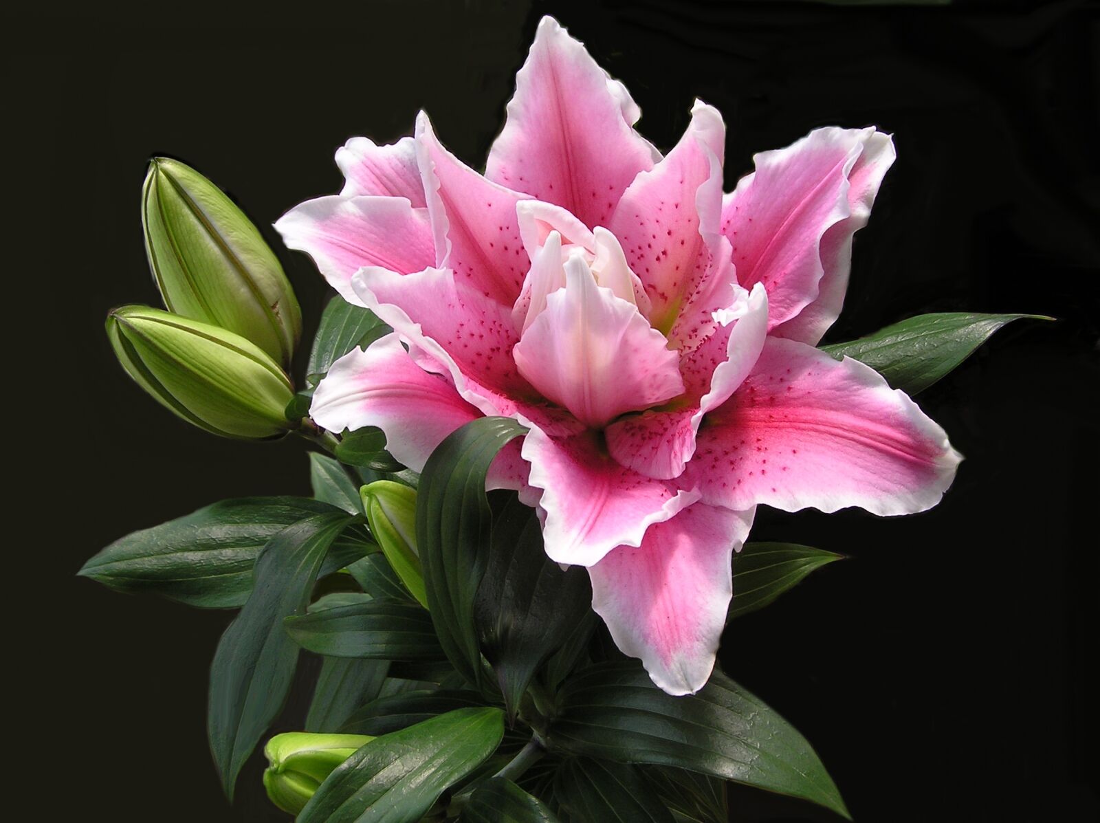 Olympus C750UZ sample photo. Lily, flower, pink photography