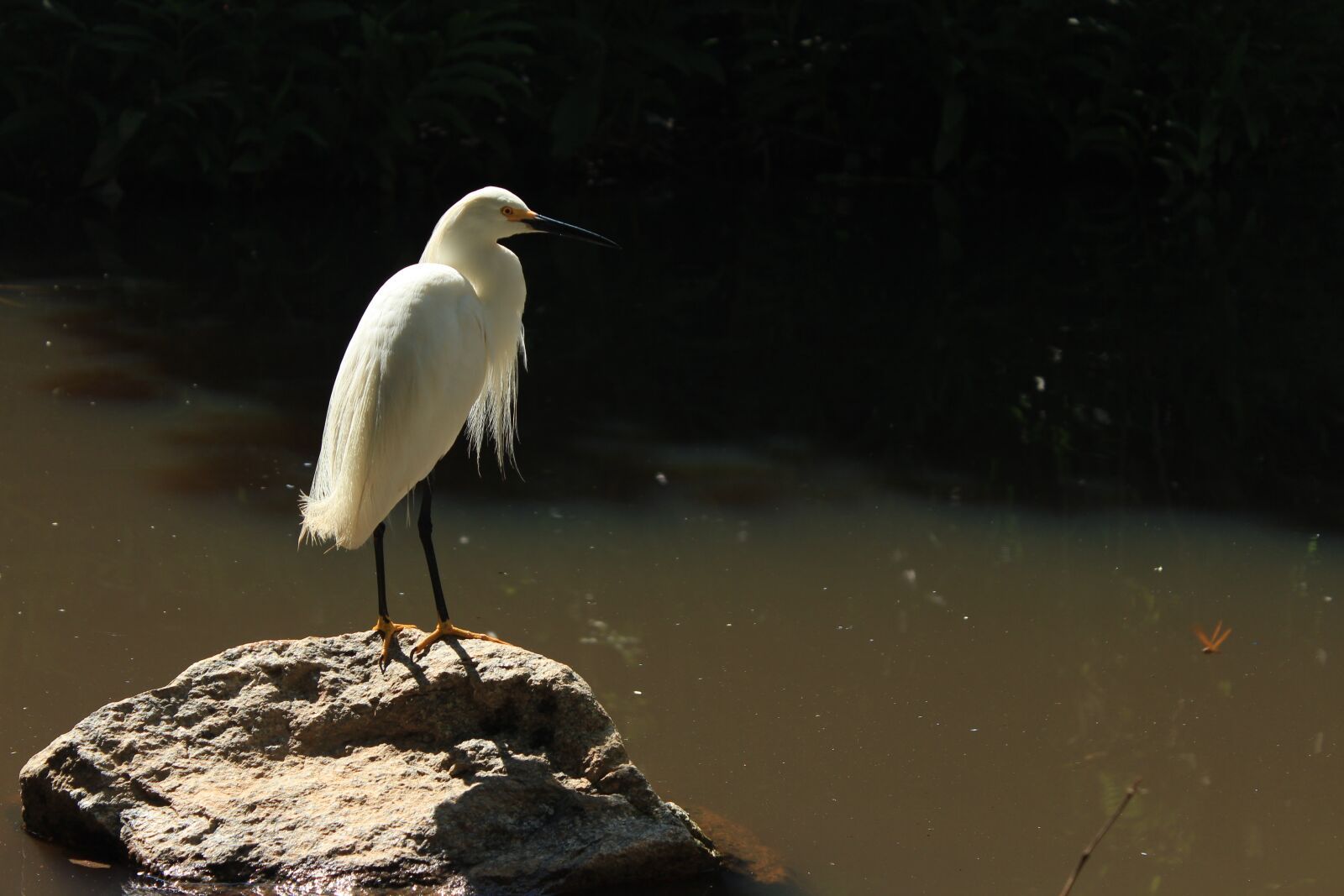 Canon EOS 600D (Rebel EOS T3i / EOS Kiss X5) sample photo. Bird, goose, paige photography