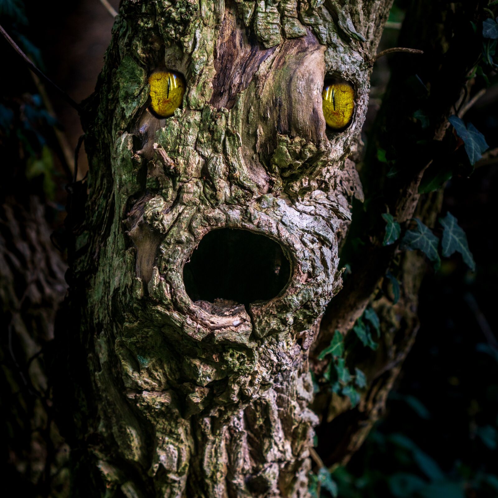 Sony a6000 + Sony E 35mm F1.8 OSS sample photo. Collage, tree, forest spirit photography