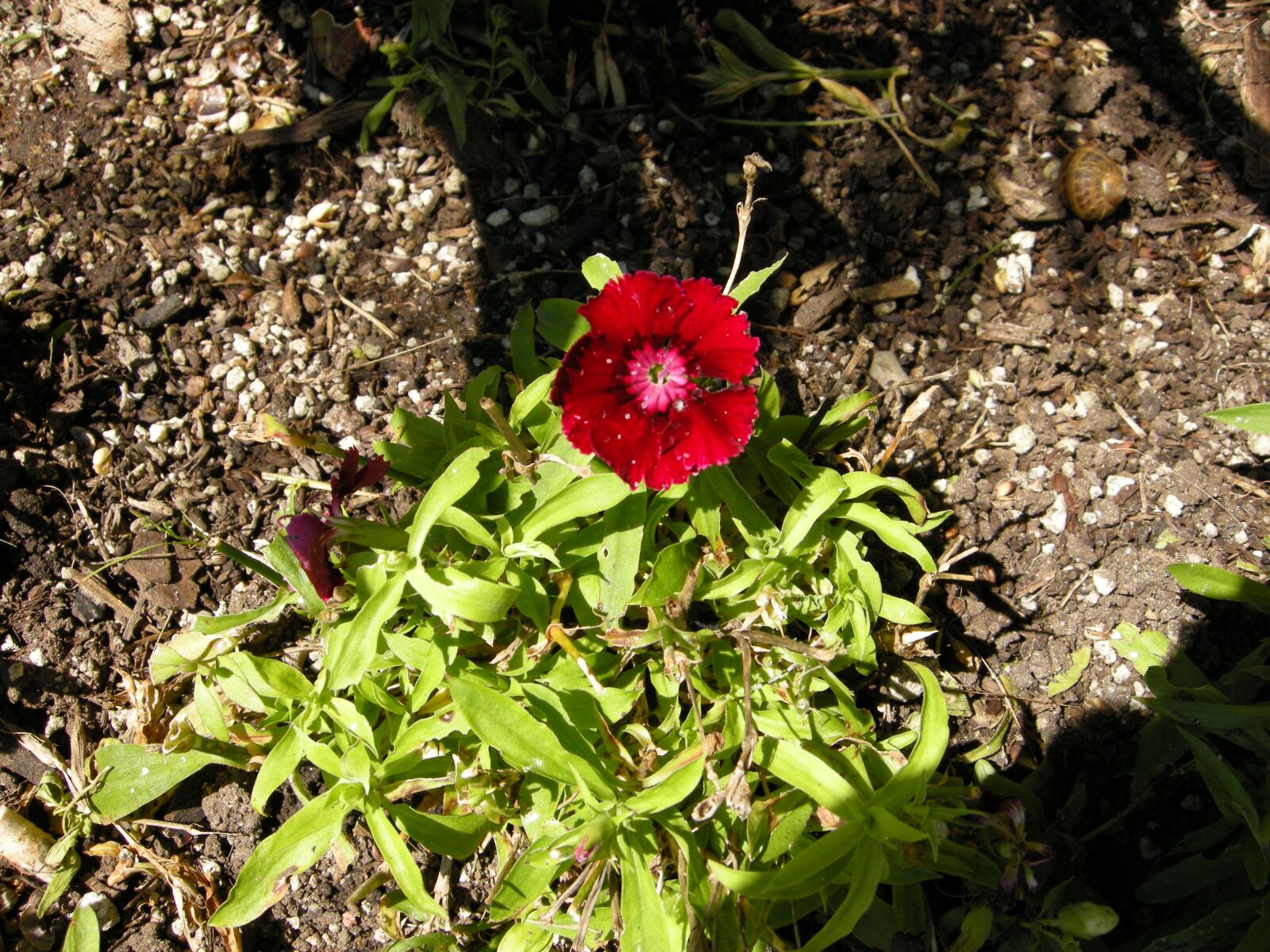 Nikon COOLPIX P5100 sample photo. Flower, plant, blossom photography