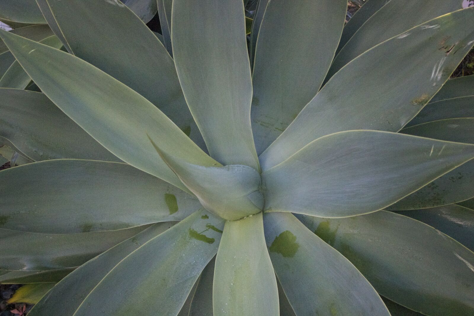 Canon EOS 550D (EOS Rebel T2i / EOS Kiss X4) sample photo. Succulent, nature, green photography