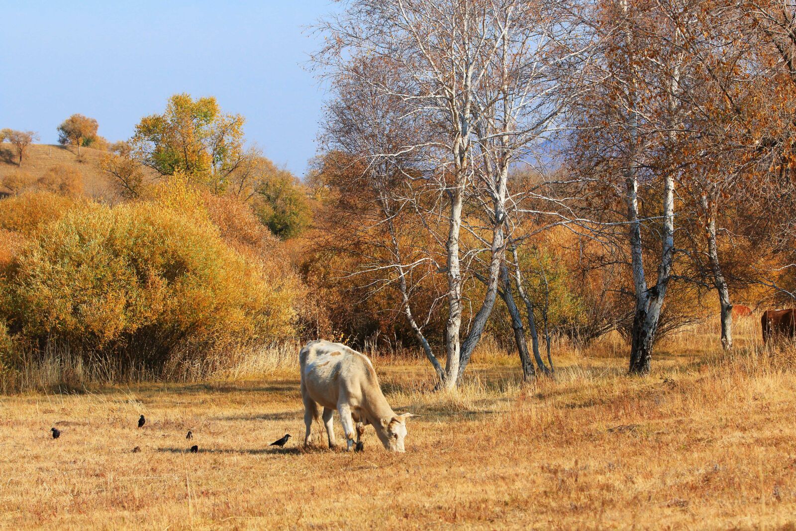 Canon EOS 70D + Canon EF 70-200mm F2.8L IS USM sample photo. Autumn, the scenery, tree photography