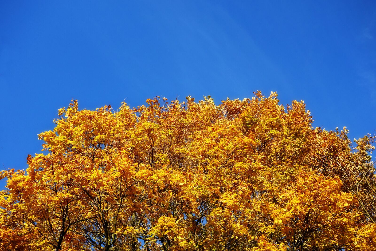 Sony Cyber-shot DSC-RX100 sample photo. Tree, tree top, autumn photography