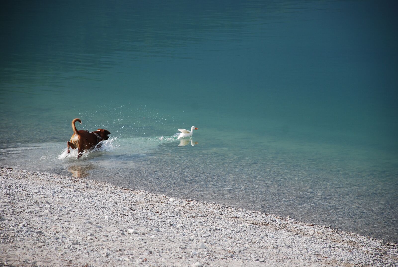 Nikon D40X sample photo. Boxer, dog, lake photography