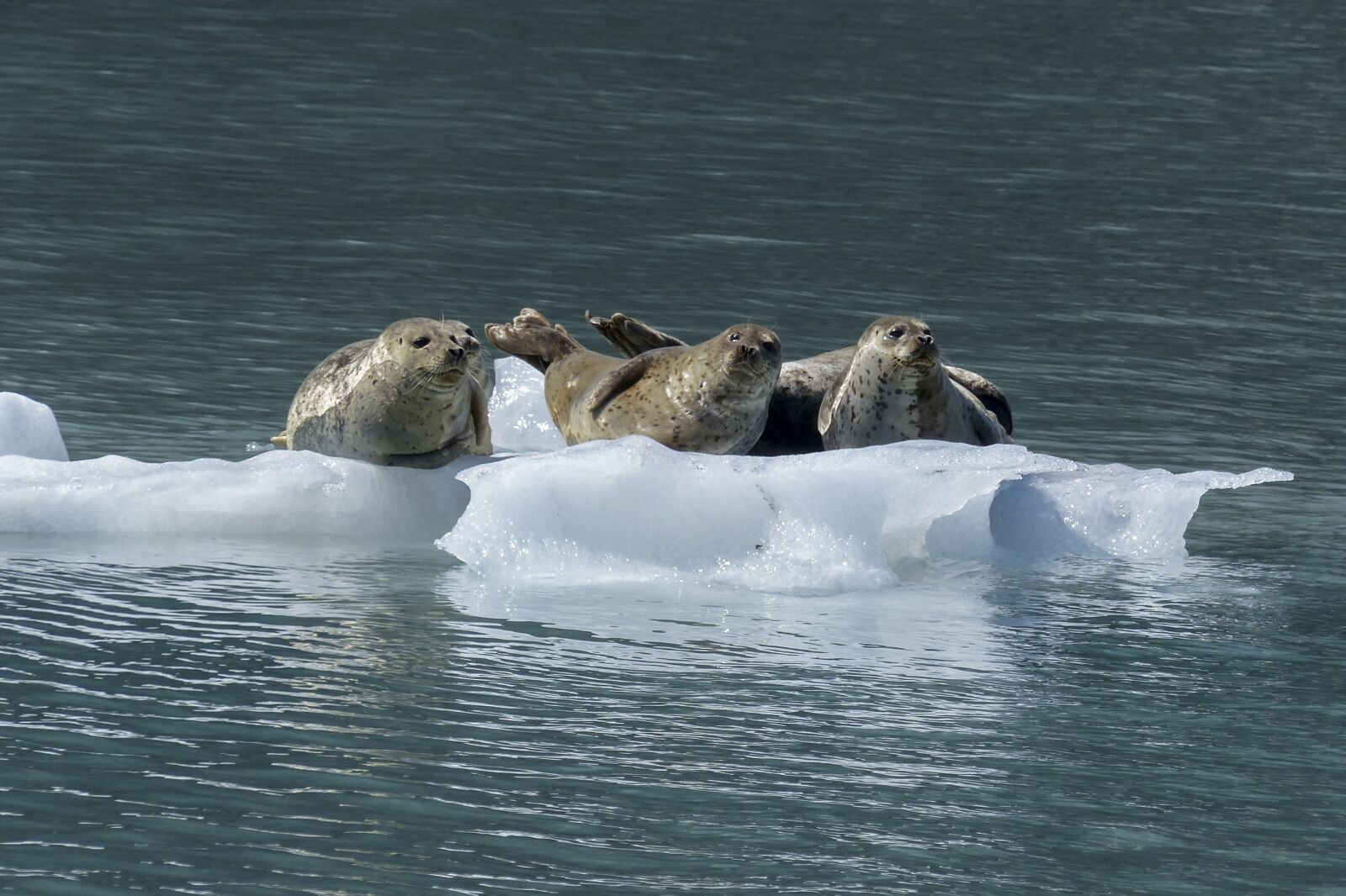 Panasonic Lumix DMC-FZ200 sample photo. Seal, mammal, animal photography