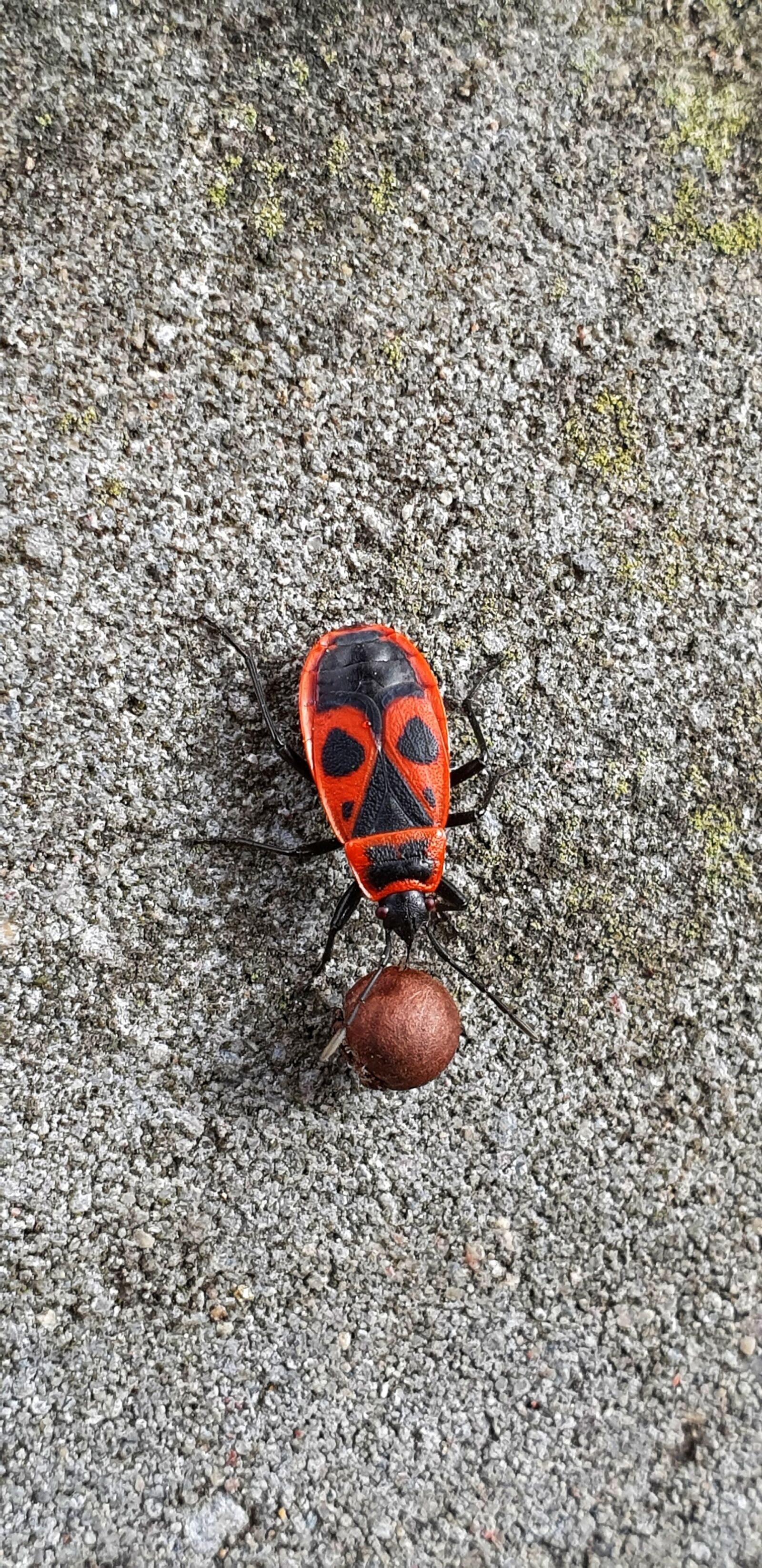 Samsung Galaxy Note9 sample photo. Bug, beetle, insect photography