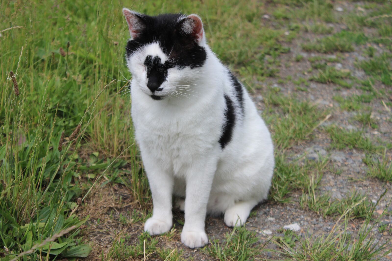 Canon EOS 600D (Rebel EOS T3i / EOS Kiss X5) sample photo. Cat, domestic cat, pet photography