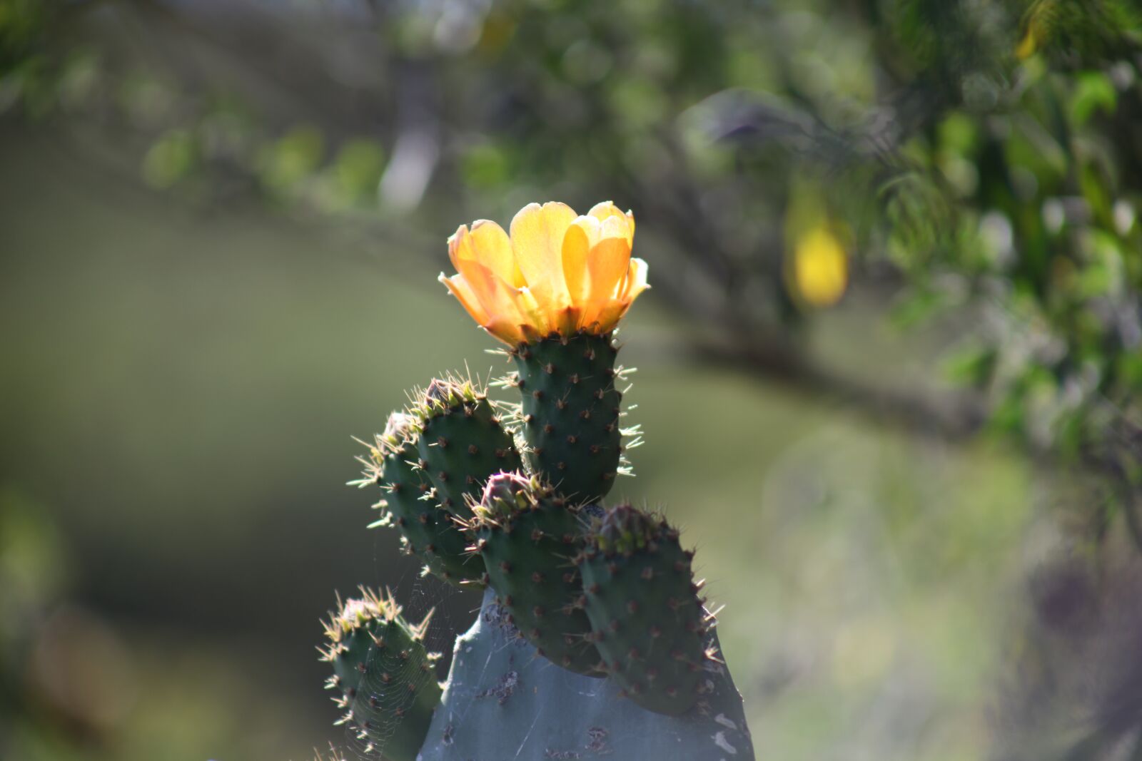 Canon EOS 5D Mark II sample photo. Canary islands, iron, nature photography