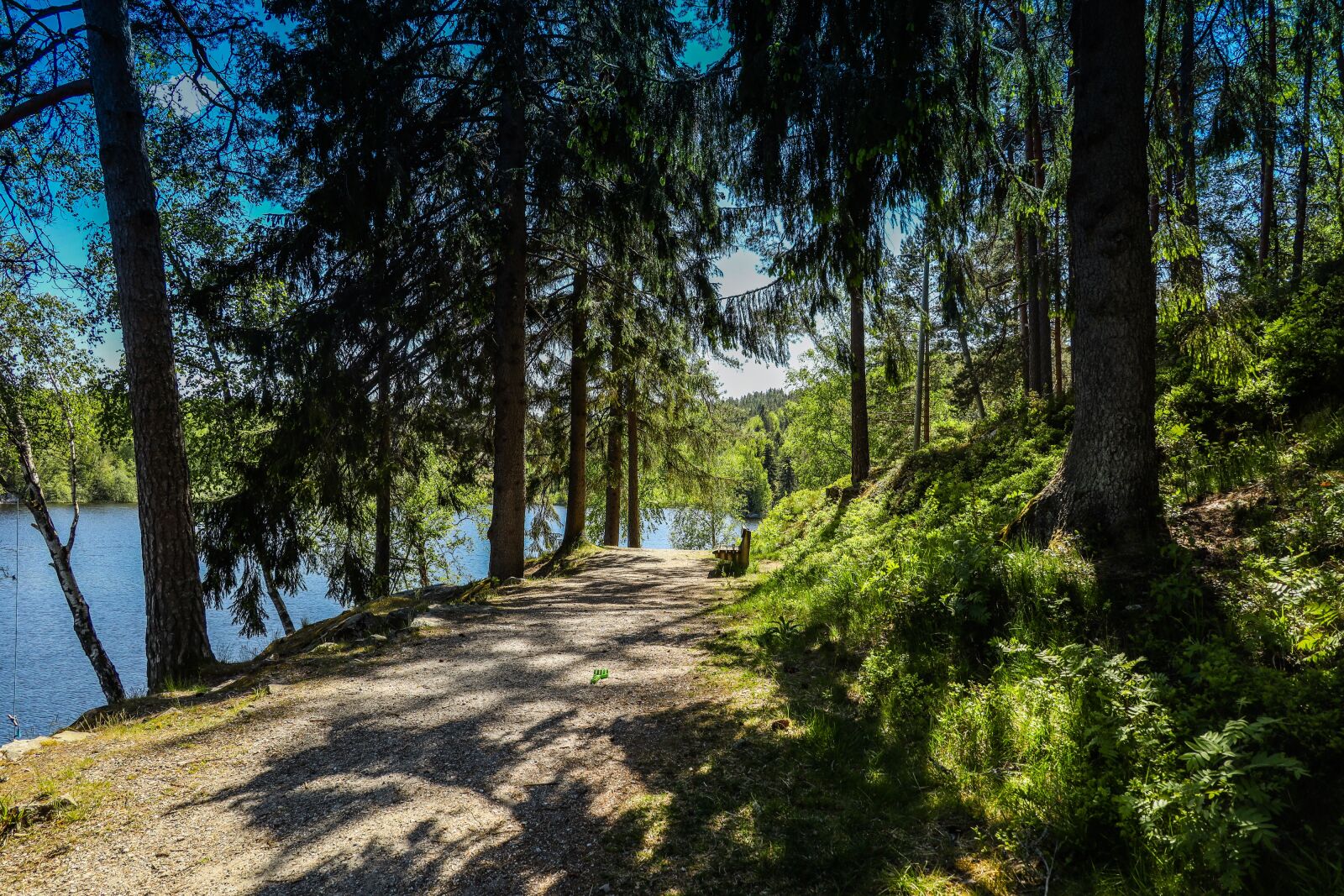 Canon EOS R sample photo. Landscape, forest, water photography