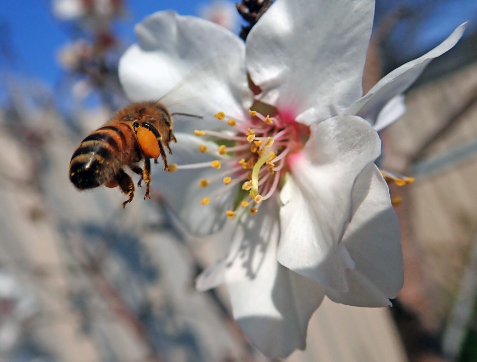 Olympus TG-5 sample photo. Bee, flying, flower photography