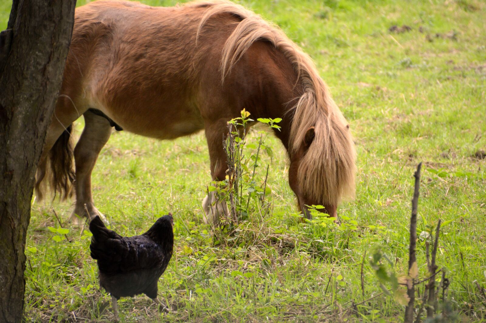 Nikon D3200 sample photo. Animal, animals, pony photography