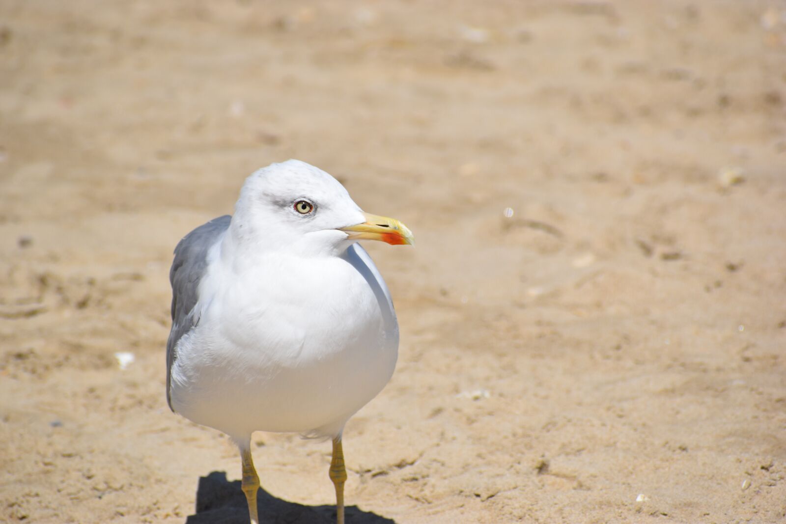 Nikon D5600 sample photo. Seagull, gull, bird photography