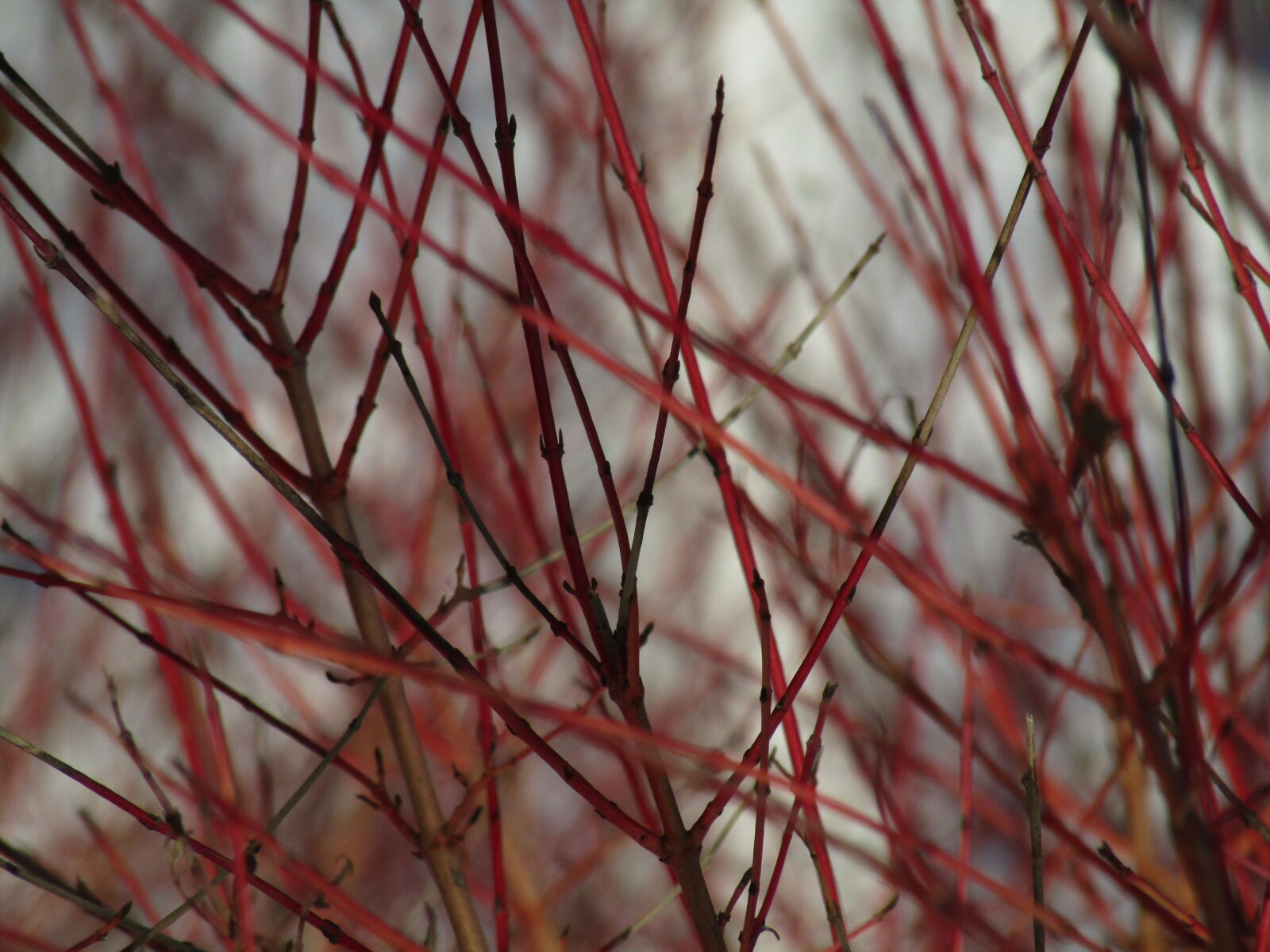 Canon PowerShot SX420 IS sample photo