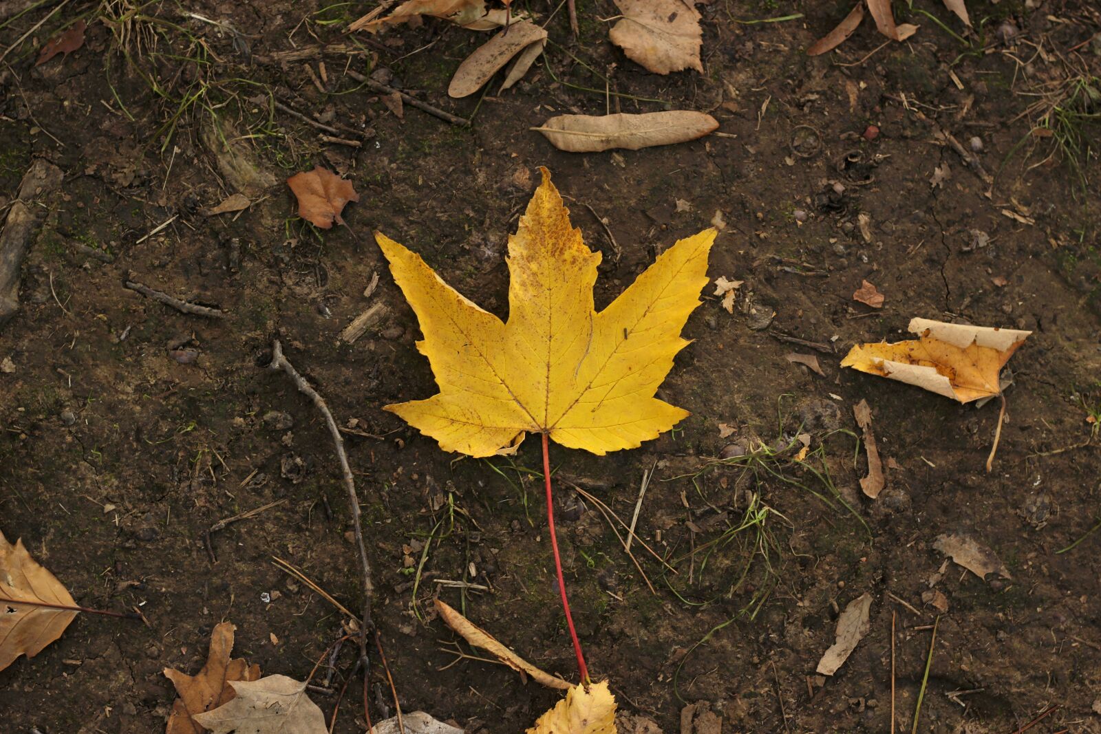 Canon EOS 600D (Rebel EOS T3i / EOS Kiss X5) + Canon EF 50mm F1.8 STM sample photo. Autumn, leaves, red photography