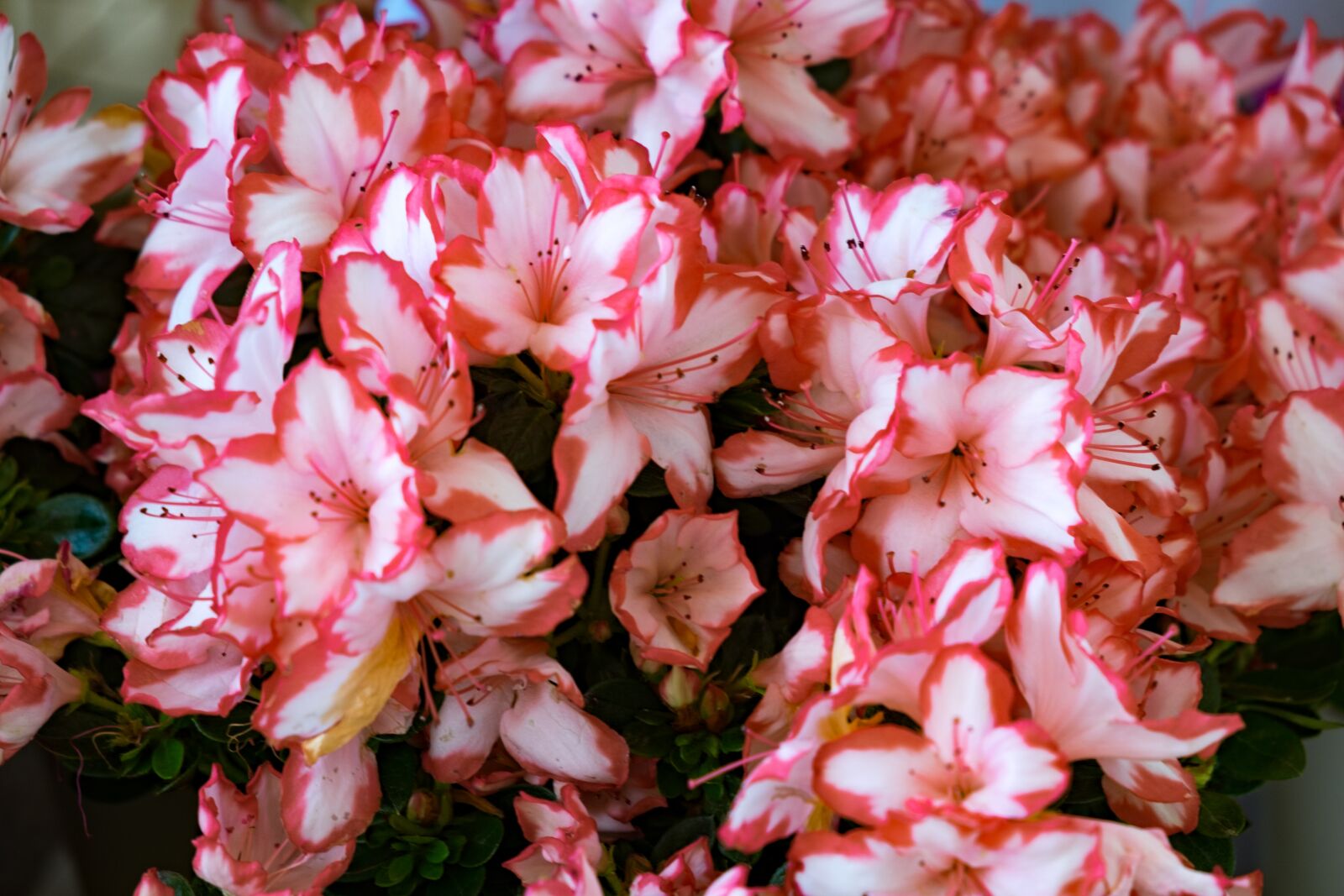 Fujifilm X-T10 sample photo. Flower, azalea, spring photography