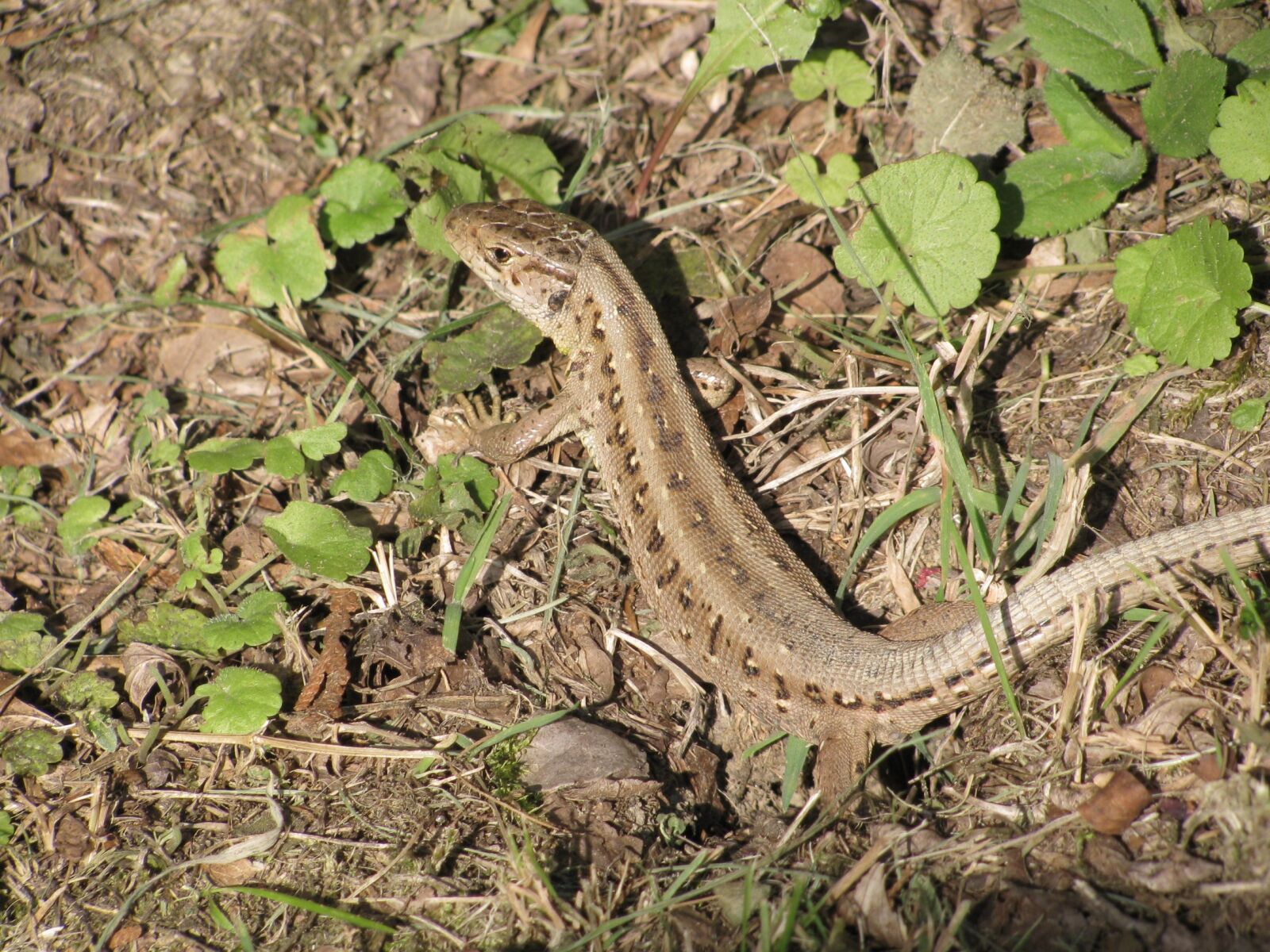 Canon PowerShot SX110 IS sample photo. The lizard, summer, sand photography