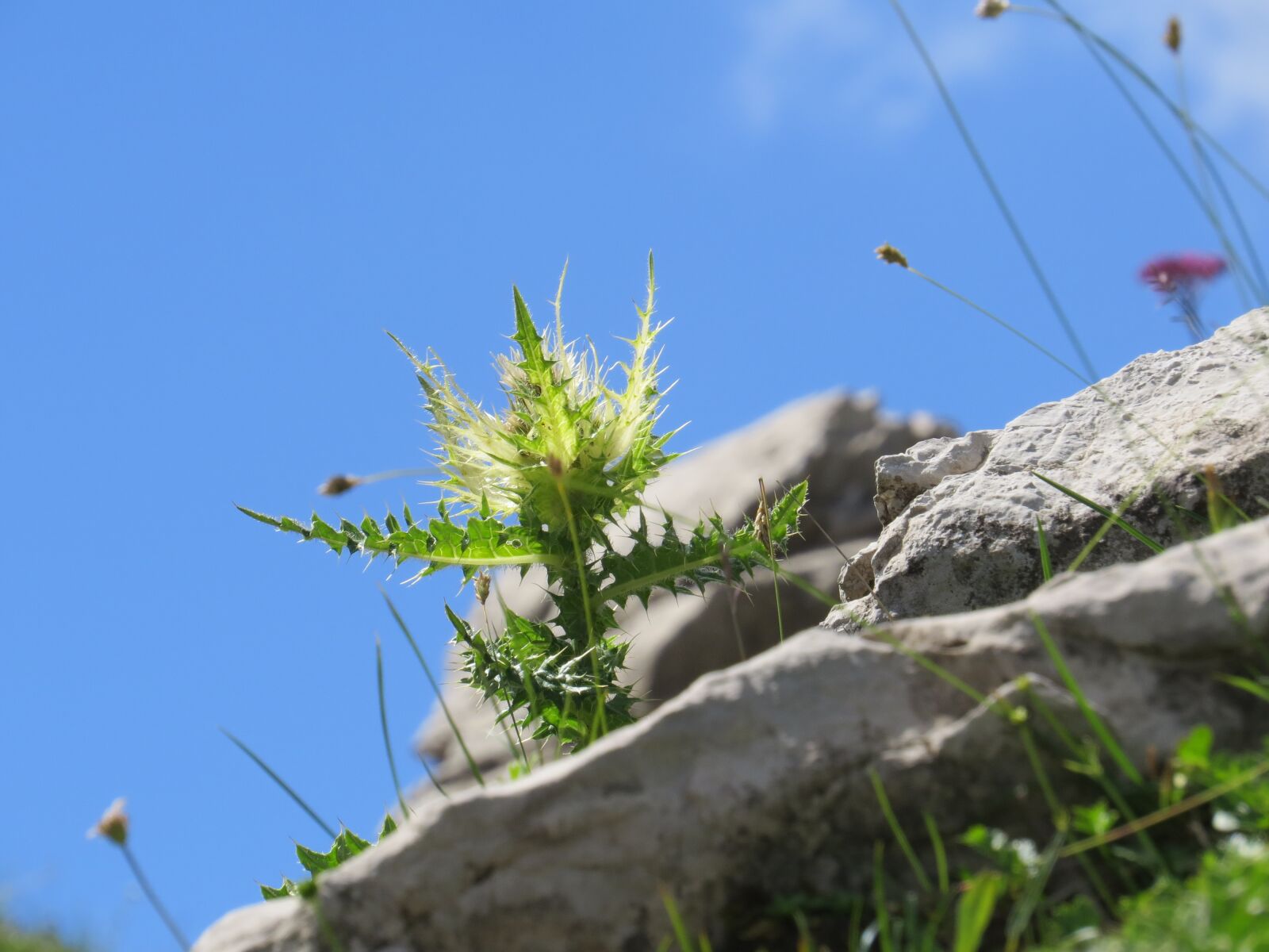Canon PowerShot SX50 HS sample photo. Diestel, plant, alpine photography