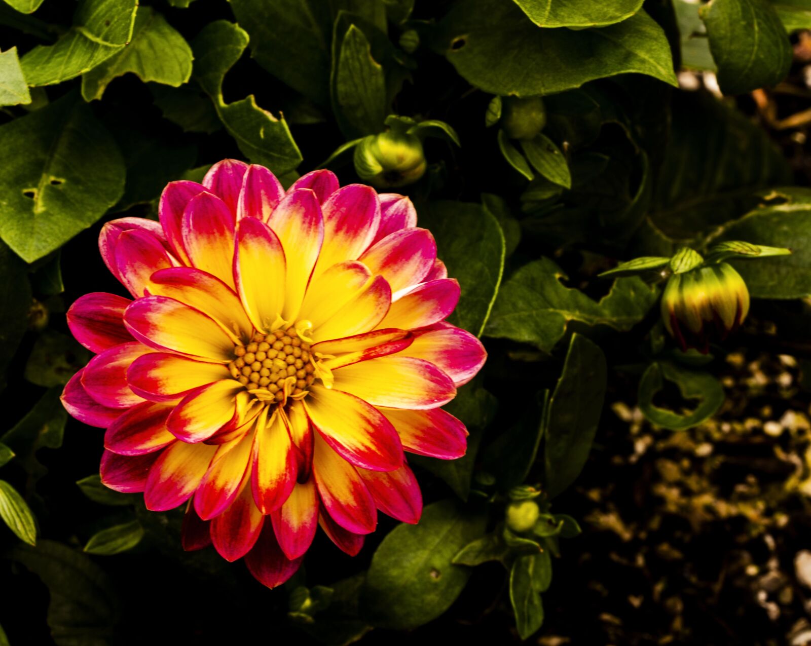 Nikon D5200 sample photo. Blossom, flower, petals photography