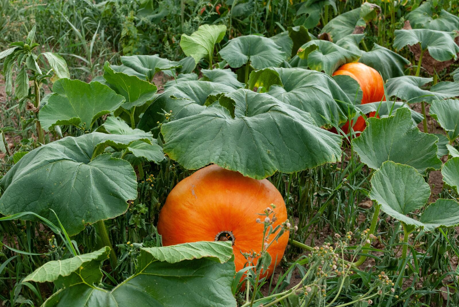 Nikon D80 sample photo. Pumpkin, vegetable, vegetable garden photography