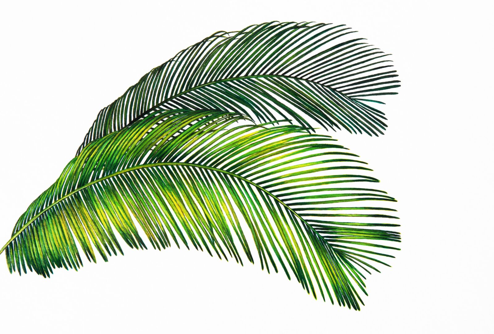 Canon EOS 5D Mark II sample photo. Green, palm, tropical photography