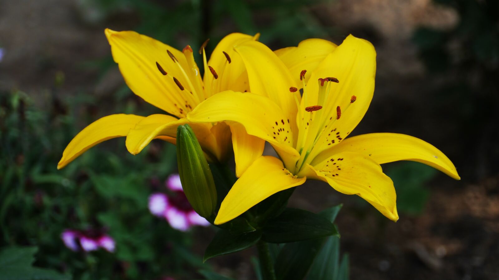 Panasonic Lumix DMC-GH3 sample photo. Flowers, yellow, plants photography