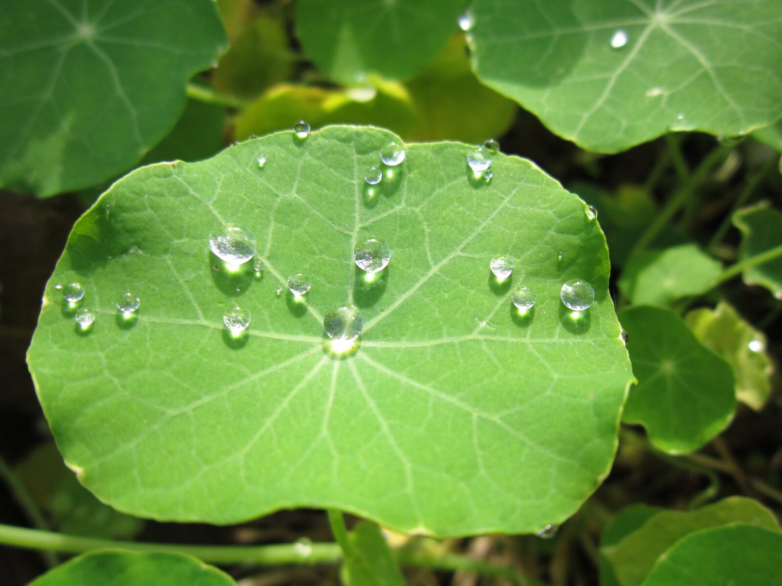 Canon PowerShot A3200 IS sample photo. Raindrop, leaf, nature photography