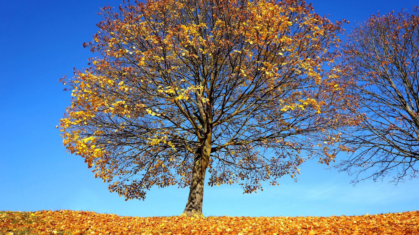 Sony Alpha NEX-5N sample photo. Autumn, tree, fall photography