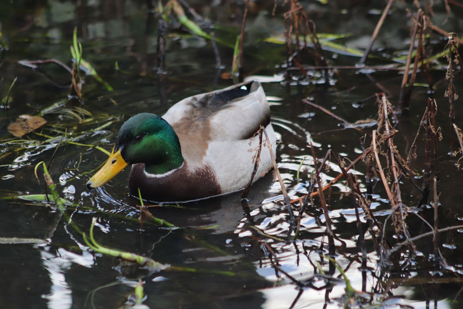 Canon EOS 800D (EOS Rebel T7i / EOS Kiss X9i) sample photo. Drake, mallard, pond photography