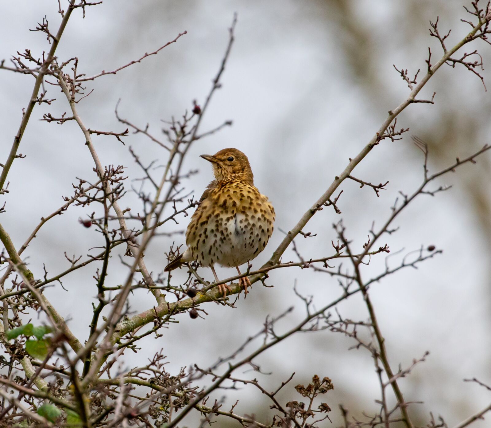 Canon EOS 7D Mark II sample photo. Song thrush, thrush, songbird photography