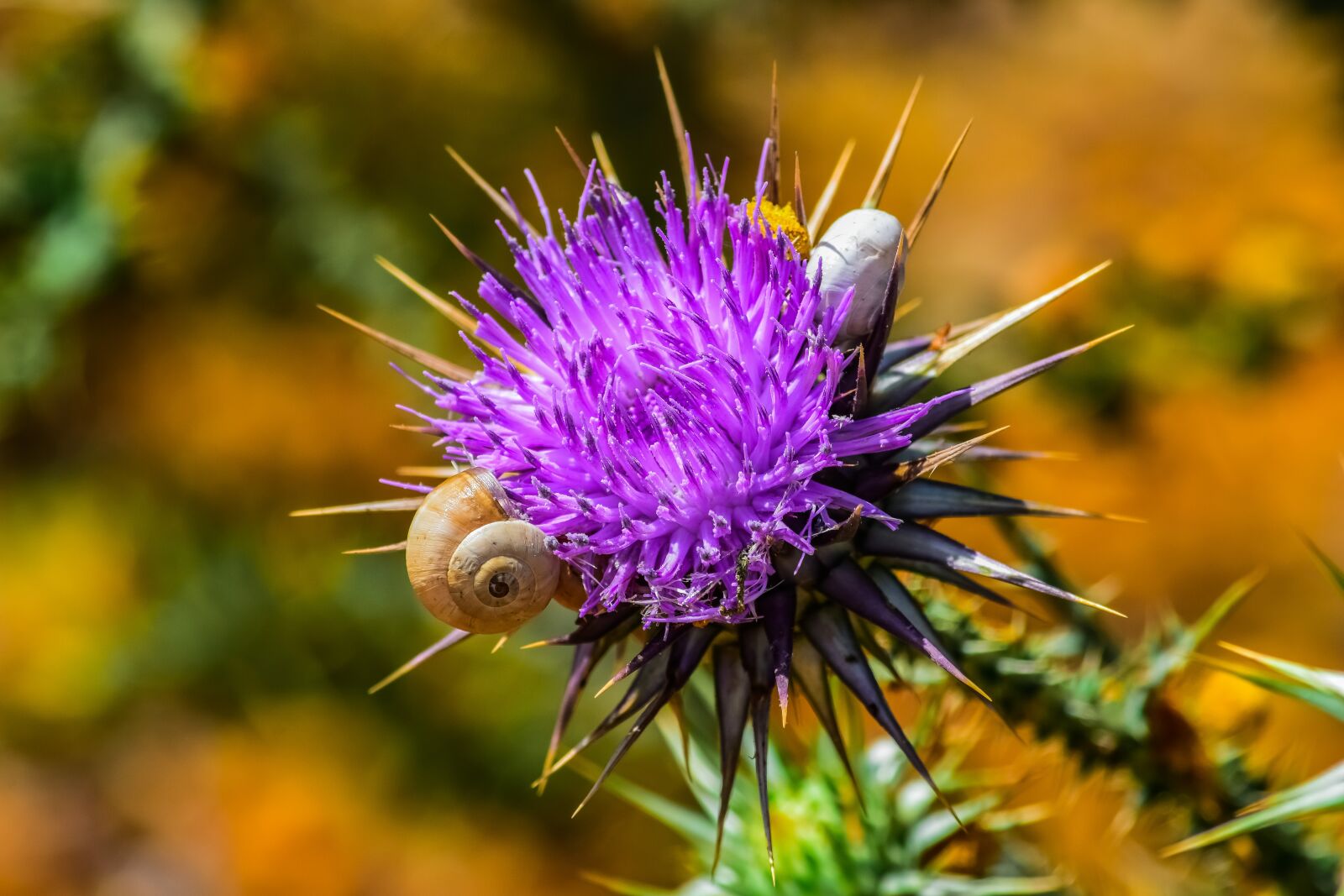 Nikon D3300 sample photo. Nature, prickly, thistle photography